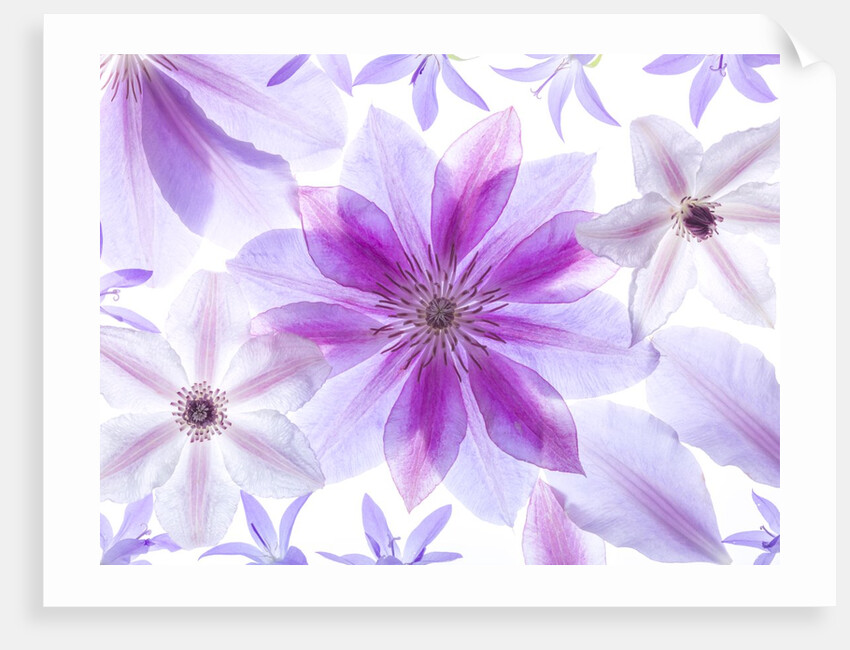 Clematis flowers by Assaf Frank